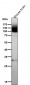 Anti-mGluR1 GRM1 Rabbit Monoclonal Antibody