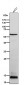 Anti-S100A9 Rabbit Monoclonal Antibody