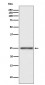 Anti-PGP9.5 Rabbit Monoclonal Antibody