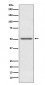 Anti-MINA53 Rabbit Monoclonal Antibody