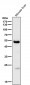 Anti-MINA53 Rabbit Monoclonal Antibody