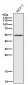 Anti-MINA53 Rabbit Monoclonal Antibody