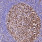 Anti-PGP9.5 UCHL1 Rabbit Monoclonal Antibody