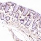 Anti-PGP9.5 UCHL1 Rabbit Monoclonal Antibody