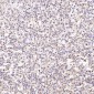 Anti-PGP9.5 UCHL1 Rabbit Monoclonal Antibody