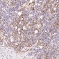Anti-PGP9.5 UCHL1 Rabbit Monoclonal Antibody