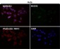 Anti-ATP5A1/Atp5A Rabbit Monoclonal Antibody