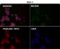 Anti-ATP5A1/Atp5A Rabbit Monoclonal Antibody