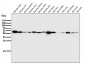 Anti-ATP5A1/Atp5A Rabbit Monoclonal Antibody