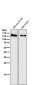 Anti-NMDAR1 GRIN1 Rabbit Monoclonal Antibody