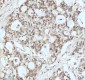 Anti-Drosha Rabbit Monoclonal Antibody