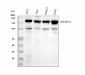 Anti-Drosha Rabbit Monoclonal Antibody