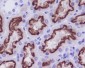 Anti-Cubilin CUBN Rabbit Monoclonal Antibody
