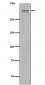 Anti-Plectin Rabbit Monoclonal Antibody