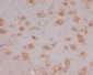 Anti-HSPA12A Rabbit Monoclonal Antibody