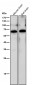 Anti-hnRNP K Rabbit Monoclonal Antibody