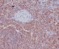 Anti-Radixin Rabbit Monoclonal Antibody