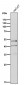 Anti-NeuroD1 Rabbit Monoclonal Antibody
