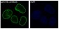Anti-Lamin B1 LMNB1 Rabbit Monoclonal Antibody