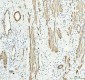 Anti-Calponin CNN1 Rabbit Monoclonal Antibody