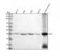 Anti-Calponin CNN1 Rabbit Monoclonal Antibody