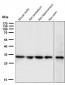 Anti-Calponin CNN1 Rabbit Monoclonal Antibody