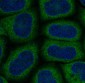 Anti-MAP1LC3A/Lc3A Rabbit Monoclonal Antibody