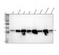 Anti-MAP1LC3A/Lc3A Rabbit Monoclonal Antibody
