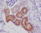 Anti-Lysozyme LYZ Rabbit Monoclonal Antibody