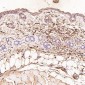 Anti-Lysozyme LYZ Rabbit Monoclonal Antibody