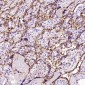 Anti-Lysozyme LYZ Rabbit Monoclonal Antibody