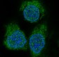 Anti-eIF4EBP1/4Ebp1 Rabbit Monoclonal Antibody