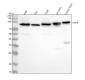 Anti-IKK beta IKBKB Rabbit Monoclonal Antibody