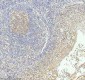 Anti-Caspase-3 CASP3 Rabbit Monoclonal Antibody