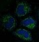 Anti-Caspase-3 CASP3 Rabbit Monoclonal Antibody