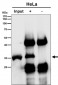 Anti-Caspase-3 CASP3 Rabbit Monoclonal Antibody