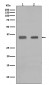 Anti-CEBP Beta Rabbit Monoclonal Antibody