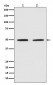 Anti-Pygopus 2 Rabbit Monoclonal Antibody