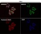 Anti-Lamin A/C LMNA Rabbit Monoclonal Antibody