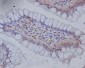 Anti-Musashi 1 MSI1 Rabbit Monoclonal Antibody