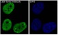 Anti-CEBP beta Rabbit Monoclonal Antibody