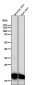 Anti-CEBP beta Rabbit Monoclonal Antibody