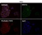Anti-PKC alpha PRKCA Rabbit Monoclonal Antibody
