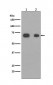 Anti-Caldesmon CALD1 Rabbit Monoclonal Antibody