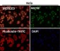 Anti-HP1 alpha CBX5 Rabbit Monoclonal Antibody