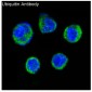 Anti-Ubiquitin UBB Rabbit Monoclonal Antibody