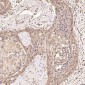 Anti-Ubiquitin UBB Rabbit Monoclonal Antibody