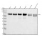 Anti-Cortactin CTTN Rabbit Monoclonal Antibody