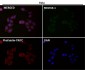 Anti-IKK alpha CHUK Rabbit Monoclonal Antibody