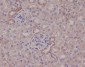 Anti-IKK alpha CHUK Rabbit Monoclonal Antibody
